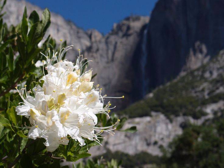 Western Azalea